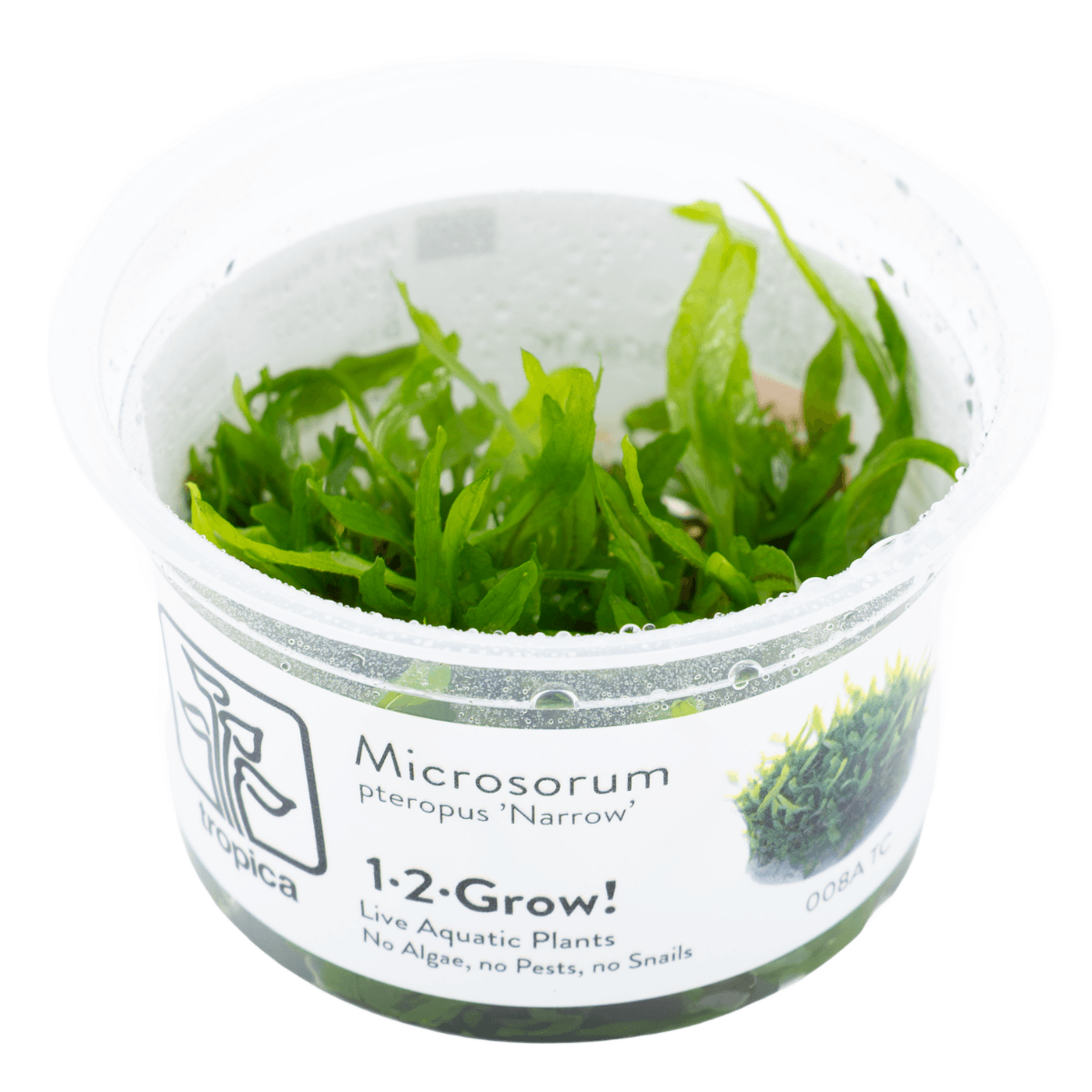 Microsorum pteropus 'Narrow' (Narrow Java Fern)